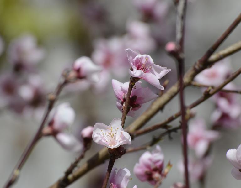 Cherry Blossom Tree Branch