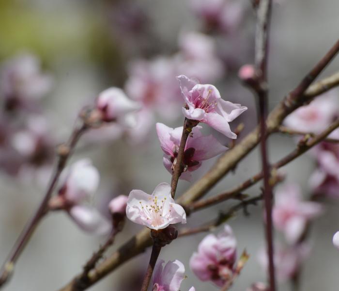 Cherry Blossom Tree