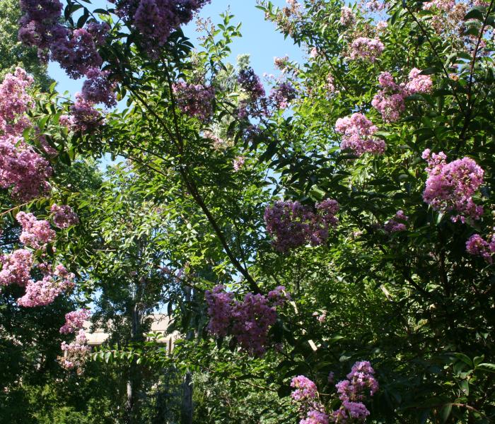 Tree Foliage on SSU Campus
