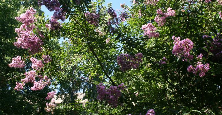 Tree Foliage on SSU Campus